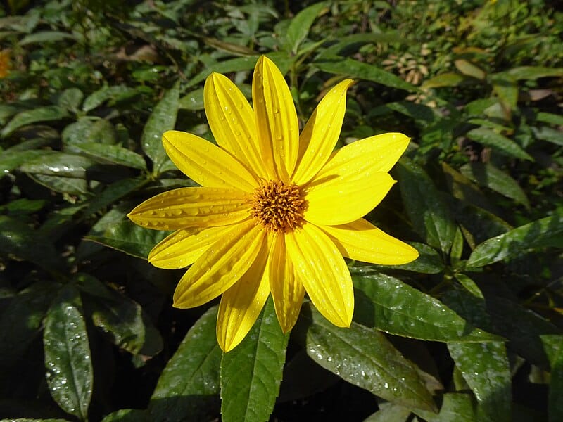 Jerusalem Artichoke Identification Helianthus tuberosus Off Grid Living Hacks