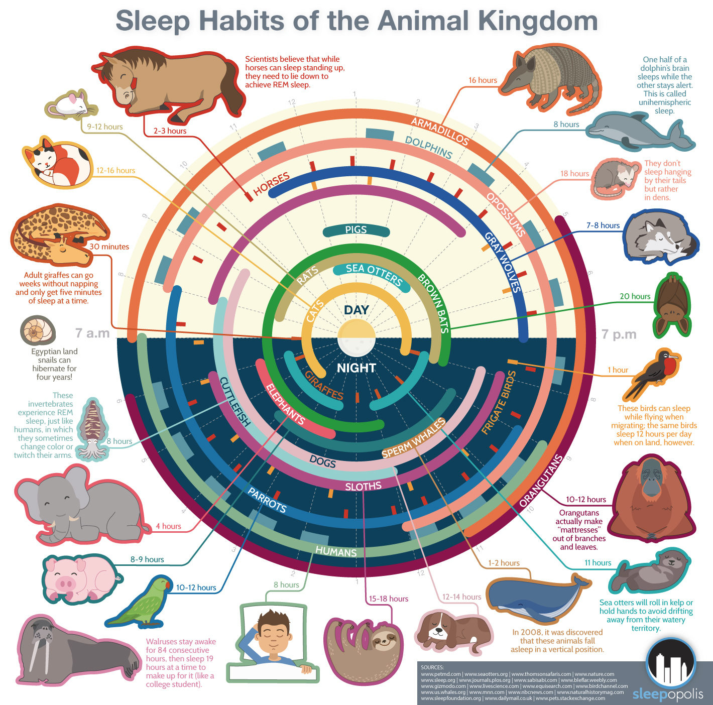 Common Animals Chart