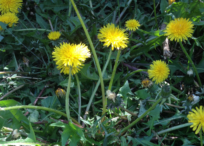 4 Obnoxious Backyard Weeds That Are Surprisingly Good For You Off