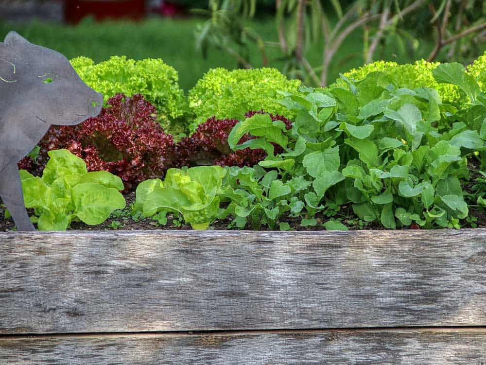 The Fastest Growing Vegetables and Fruits Every Survivalist Should Know