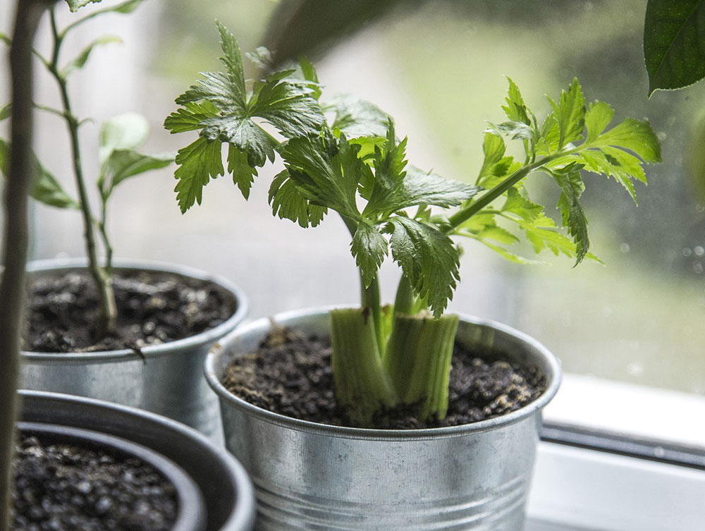 How To Easily Maximize Plant Growth In Your Indoor Garden