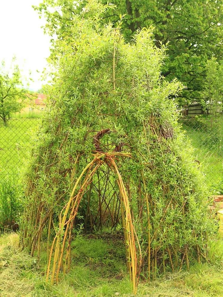 Living Willow Structures 15 Unique Project Ideas Off Grid World