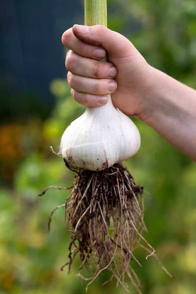 Planting Garlic in Fall for the Best Summer Harvest Off Grid World