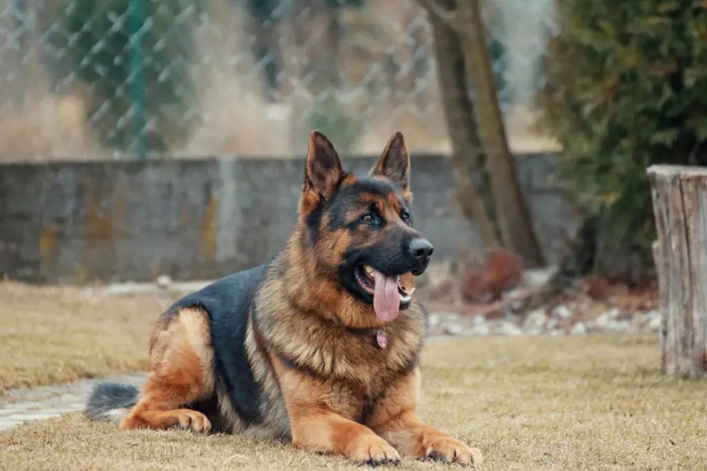 The 10 Best Guard Dog Breeds For Your Family’s Protection