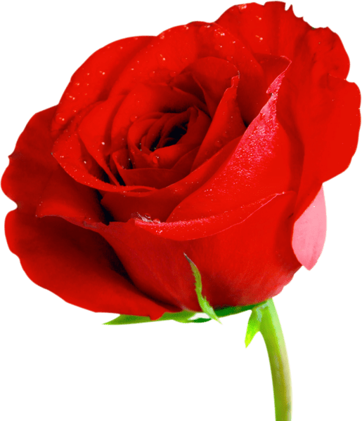 Red Rose (PSD) Official PSDs
