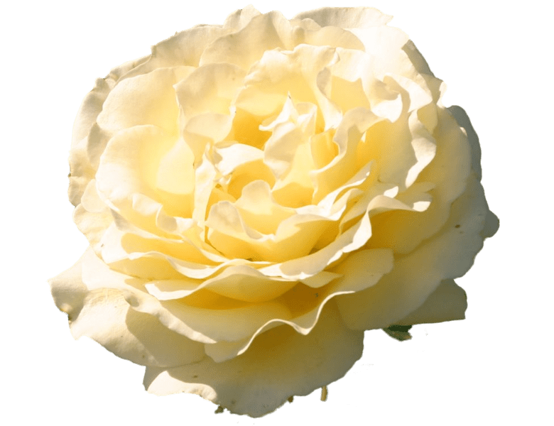 Cream Flower (PSD) Official PSDs