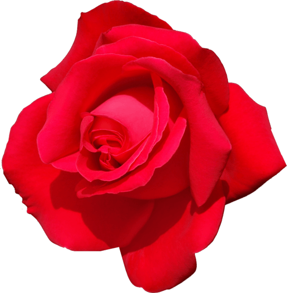 Rose (PSD) Official PSDs
