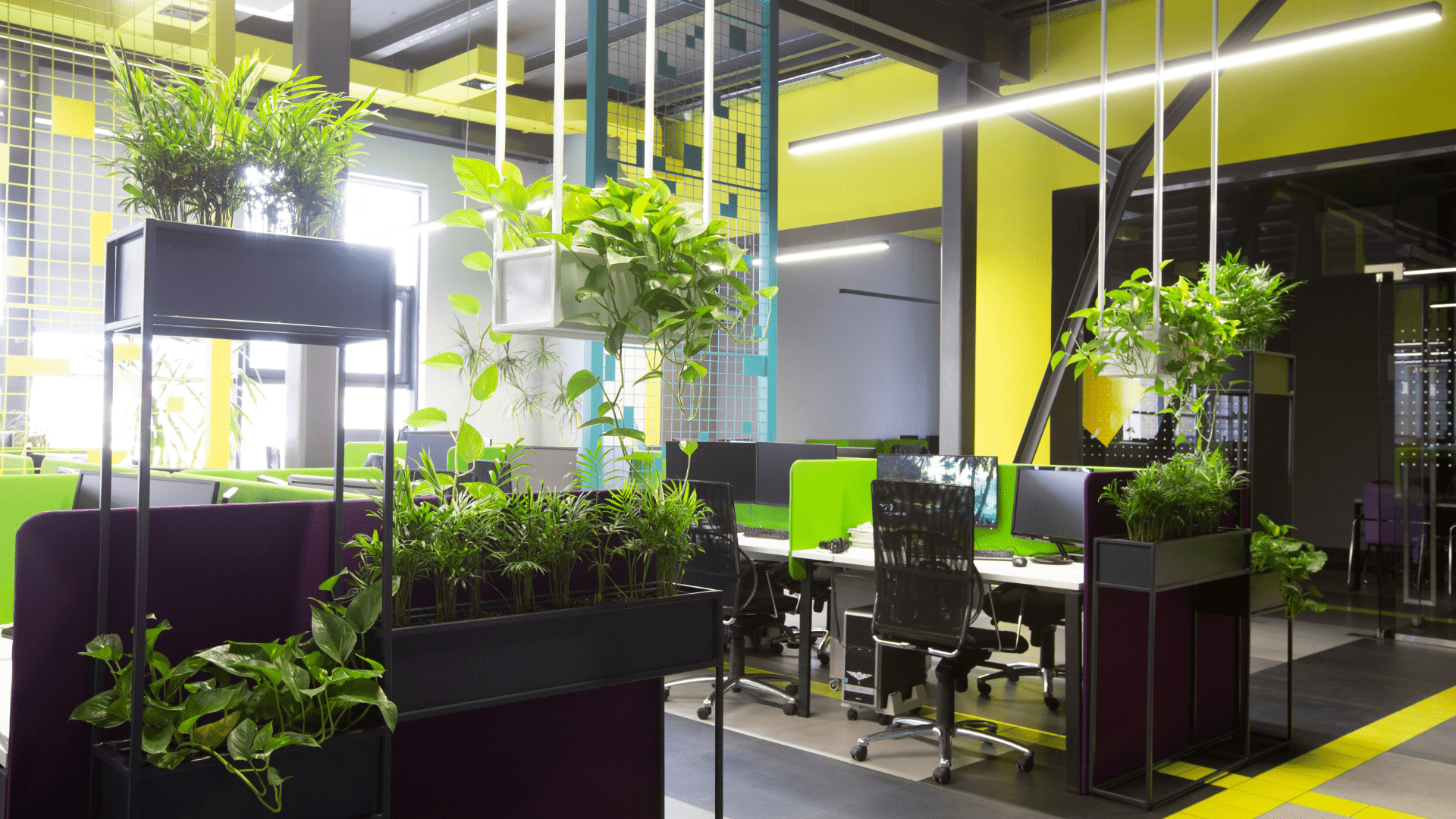 Plants in the Office Pros & Cons OffiSavvy Work Life Furniture San
