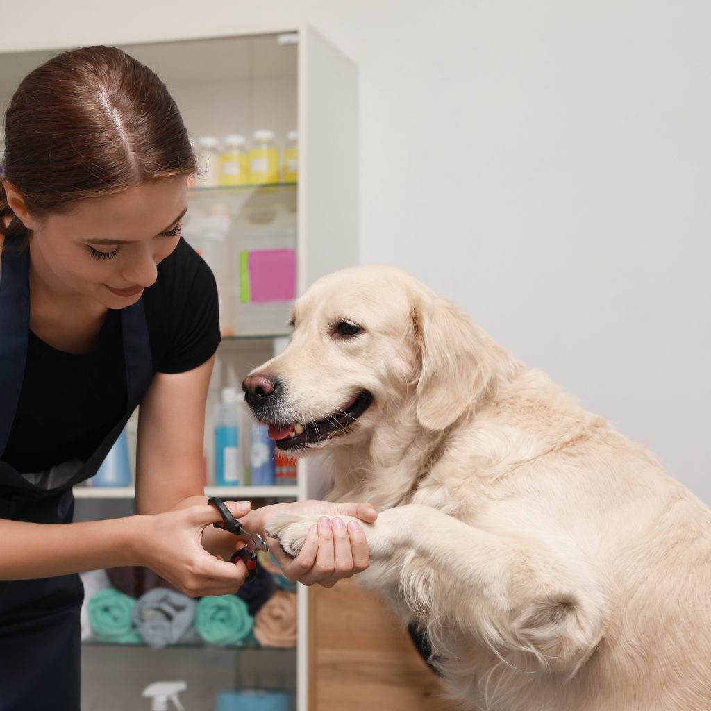 Dog Grooming OffLeash Hotel New Lenox, IL