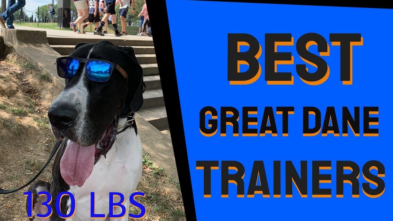 About Off Leash K9 Training of NoVA