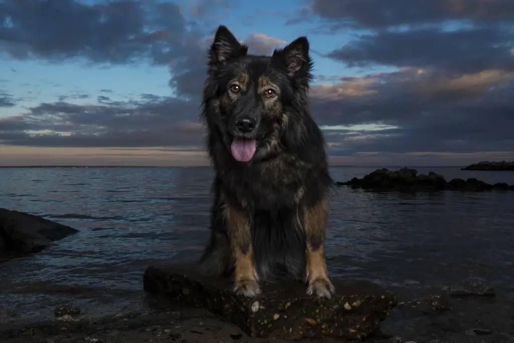 The Best Dog Trainers In Northern Virginia