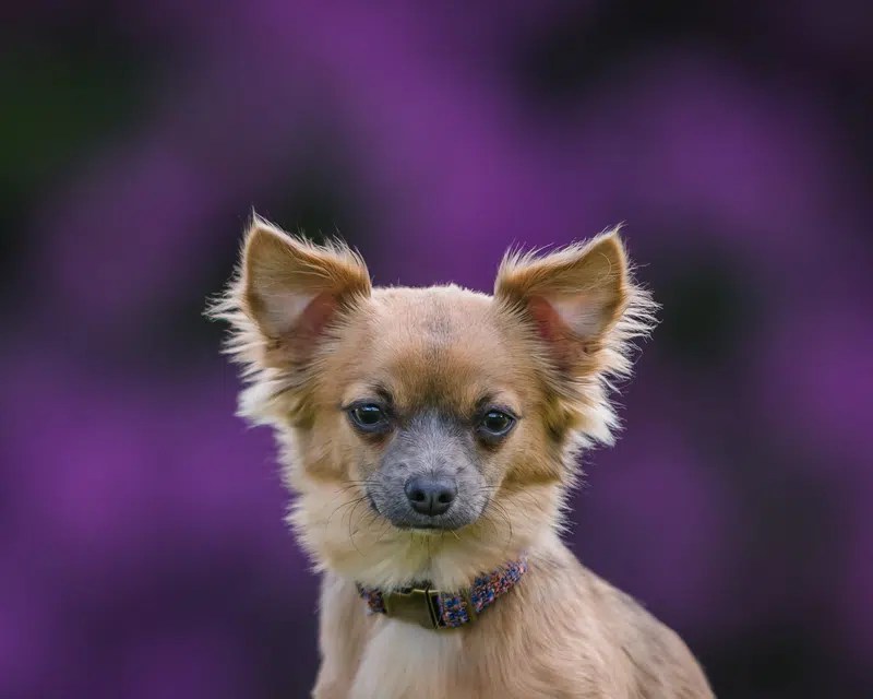 12 Fun Places To Take Your Dog In Northern Virginia Off Leash K9