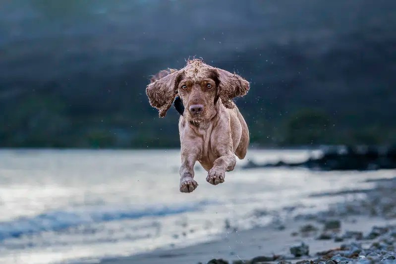 5 Ecollar Training Myths Dog Training In Northern Virginia