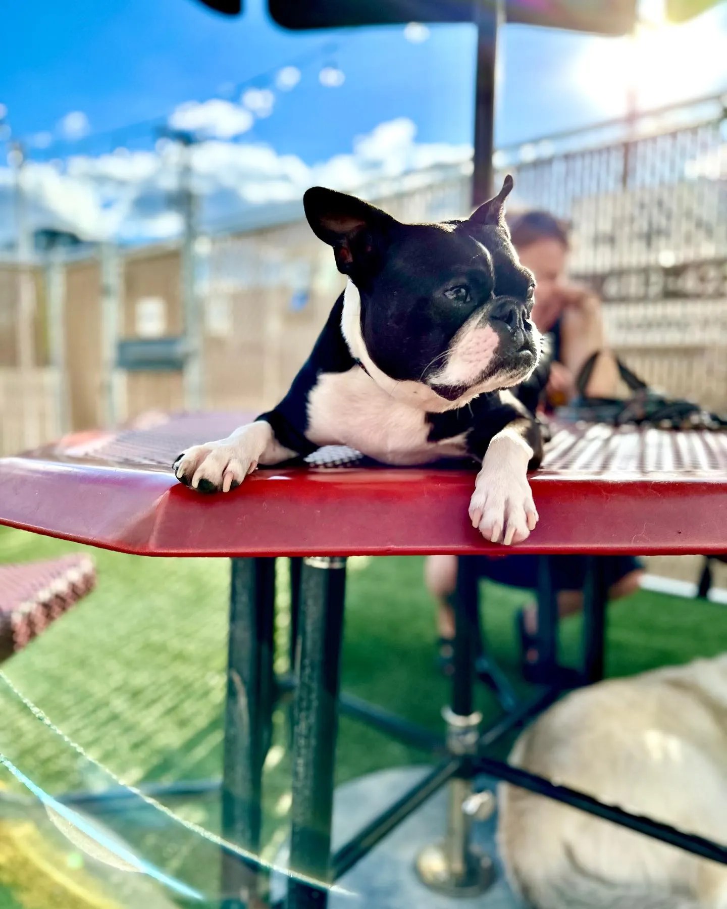 Home Off Leash Dog Bar