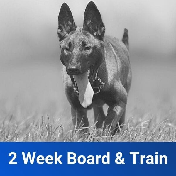 2 Week Board and Train Off Leash K9 Training of Springfield MO