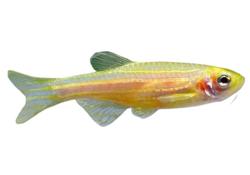 Golden Danio Sydney Exotic Aquariums