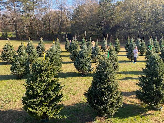 5 Festive Places In Atlanta To Buy Your Christmas Tree This Year