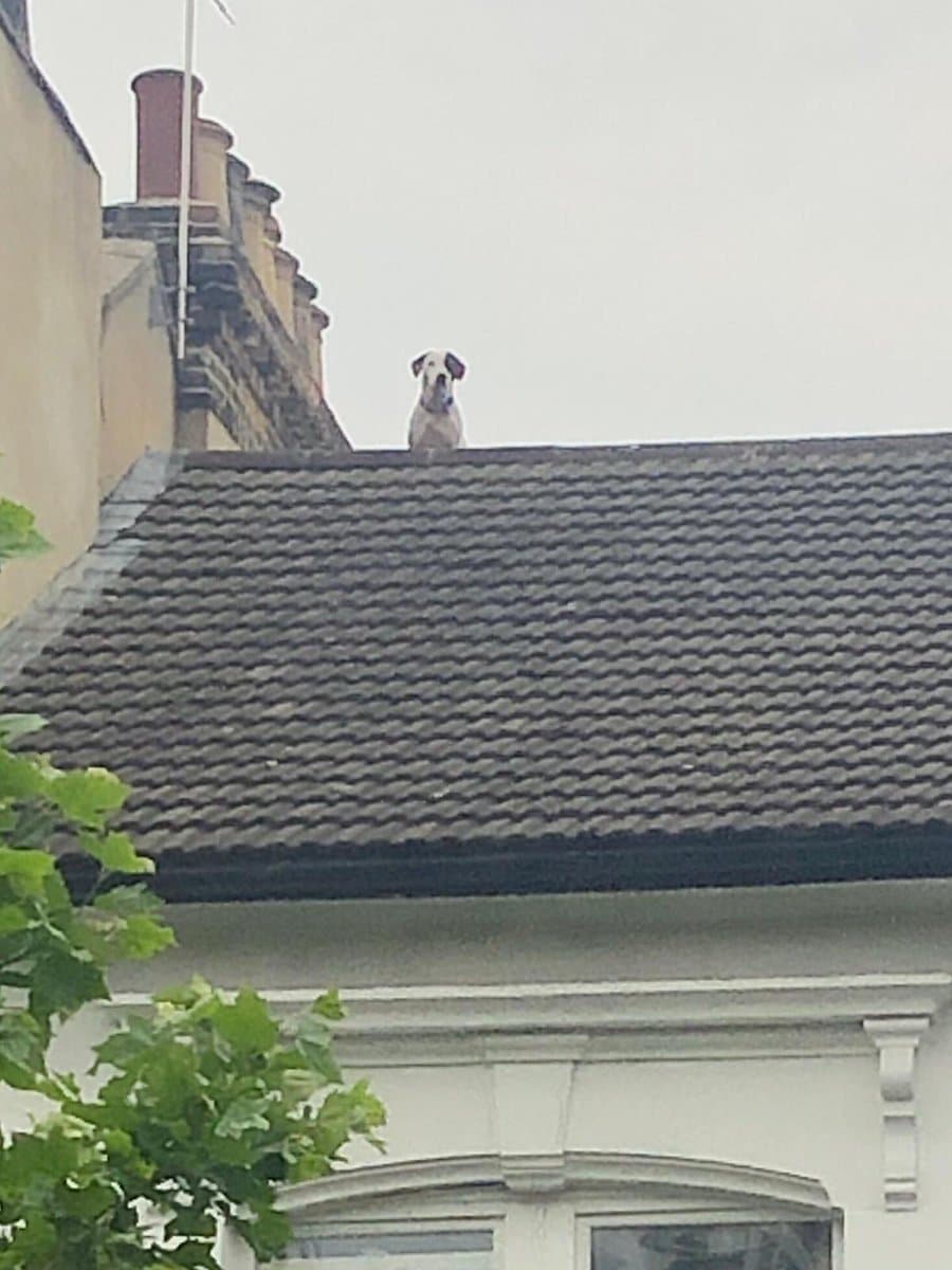 London Dog Gets Stuck On Roof, Realises Terrible Mistake, Gets Rescued