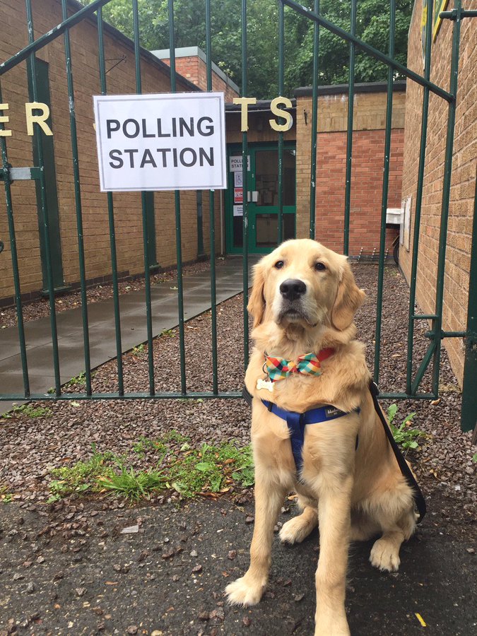 Just Some Pictures Of Dogs At Polling Stations To Inspire You To Vote Today