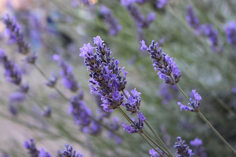 How to Keep Mice out of Your Snowmobile OffRoading Pro