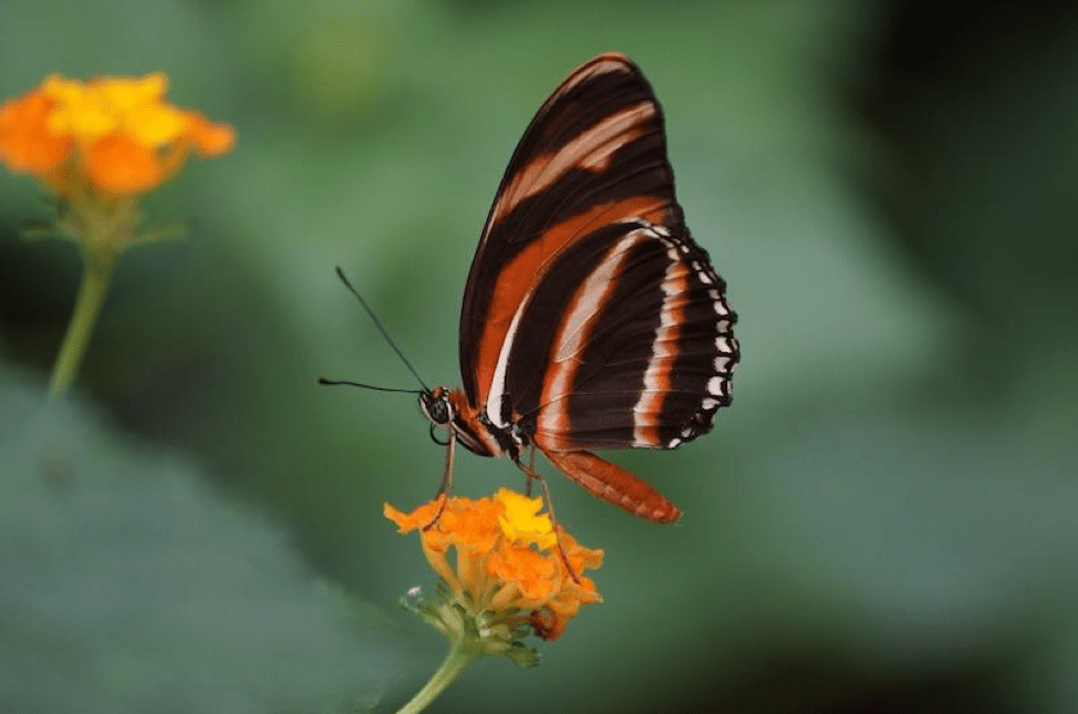 How to Set Up a Cook Islands Trust StepbyStep Instructions