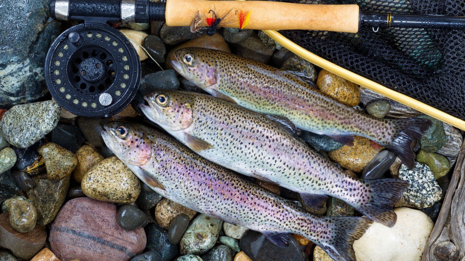 Tips for successful trout fishing A beginner's guide