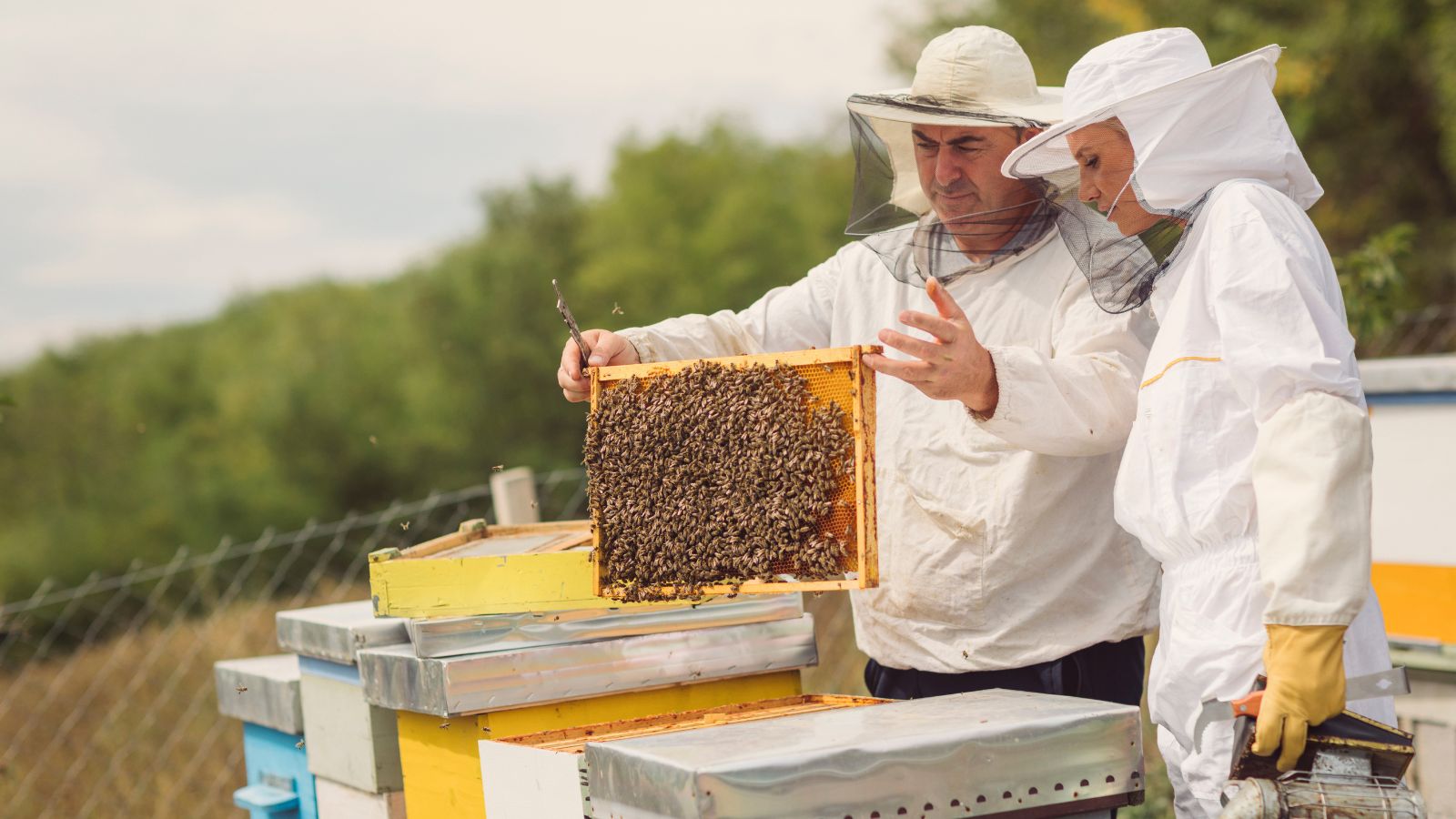 Best Beekeeping Practices A StepbyStep Guide to Success