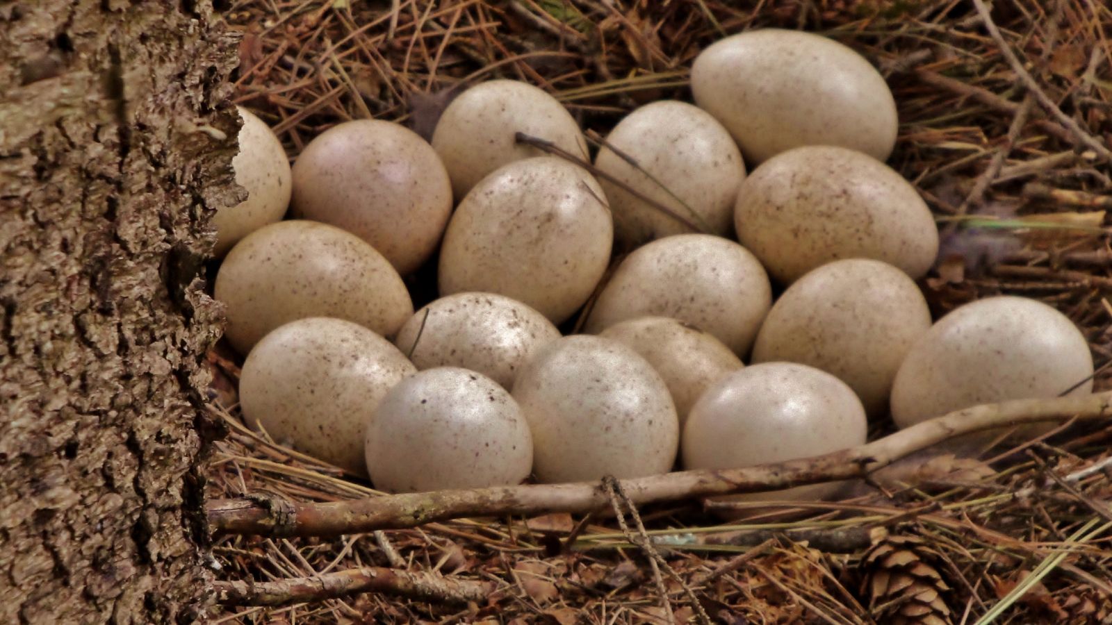 Discover Turkey Egg Nutrition Surprising Health Benefits!