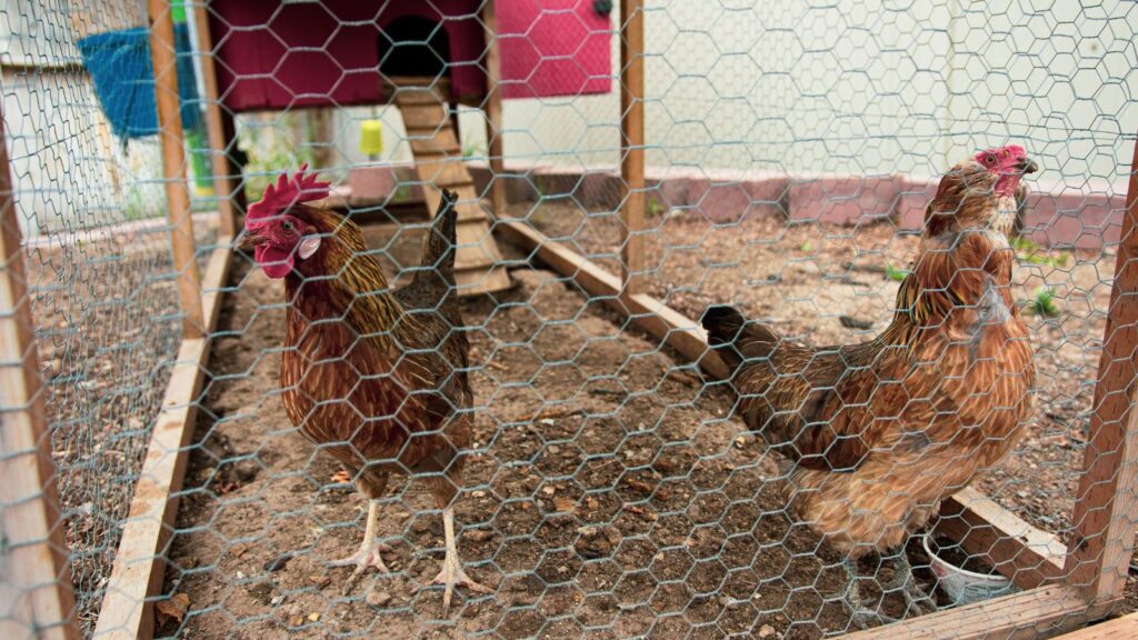 10 cheap chicken coops that'll make you say 'CLUCK YES'