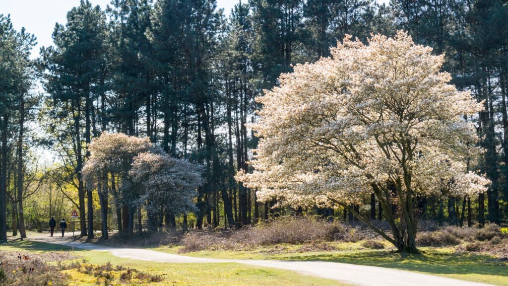 Master the Art of Growing Serviceberry Trees with Our Ultimate Guide!