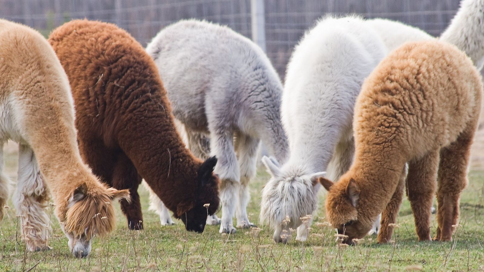 Mastering Alpaca Farming Raise Adorable Furry Friends!