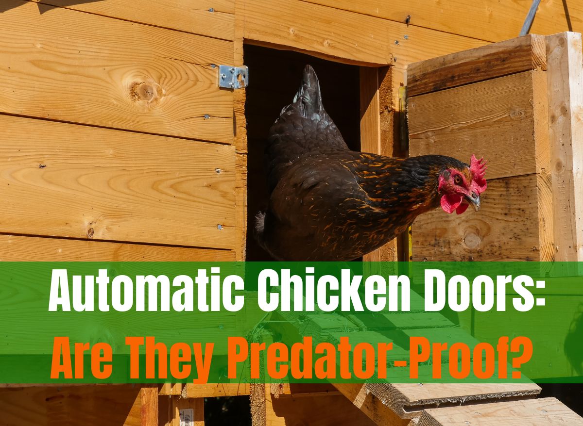 Automatic Chicken Doors Are They PredatorProof? Off The Grid