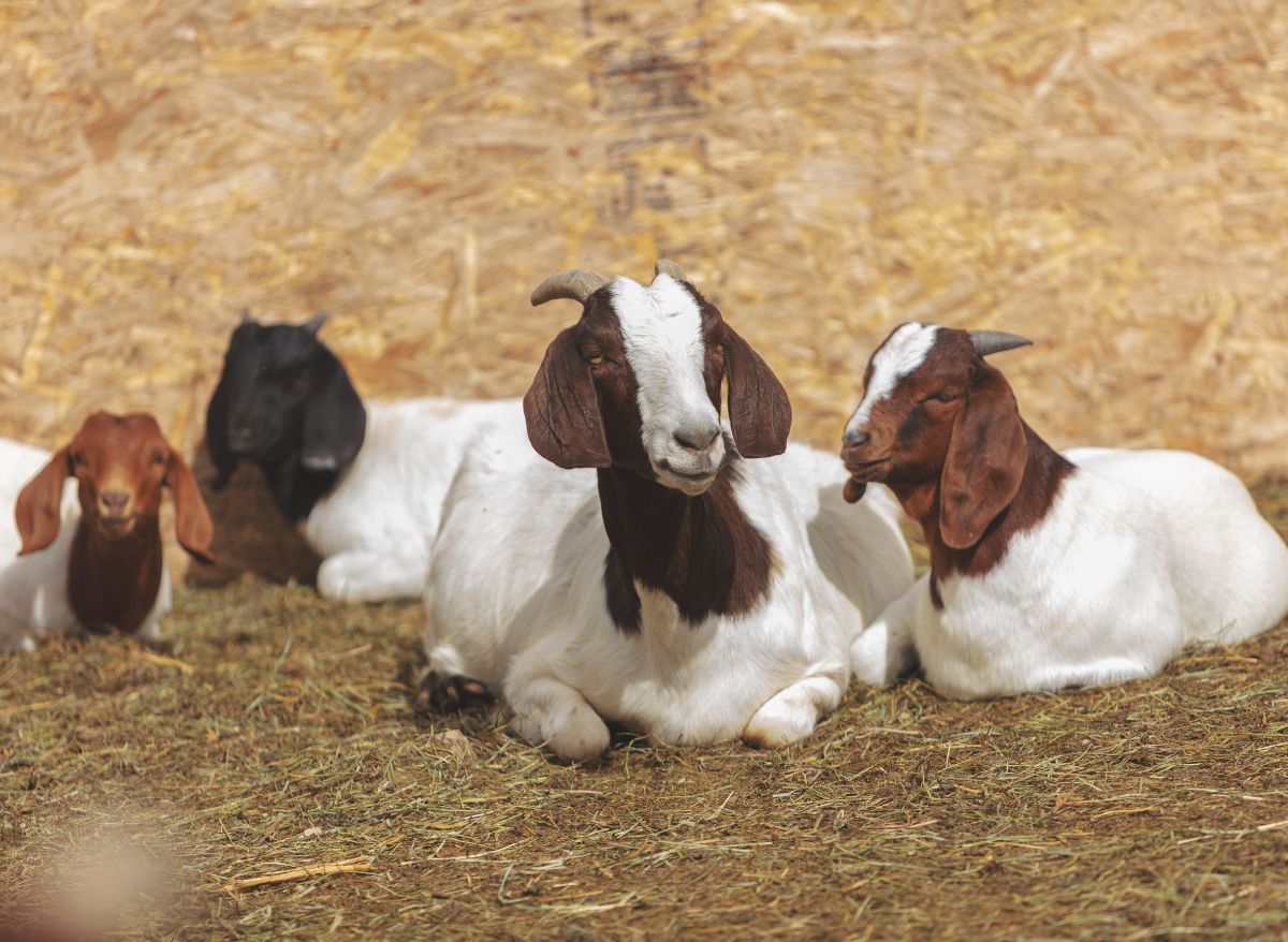 13 Types of Goats You Can Find in Texas And What Makes Them Unique Off The Grid
