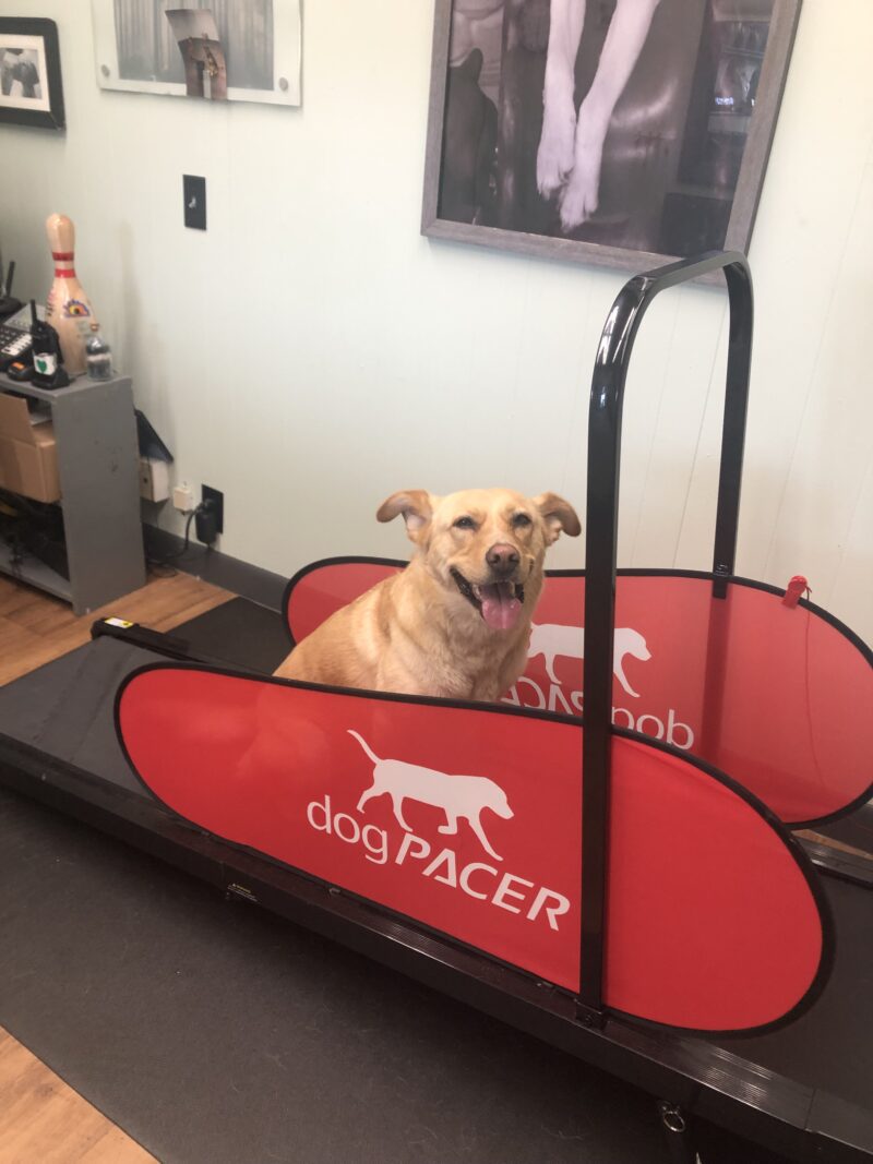 Off The Leash Doggie Daycare Home