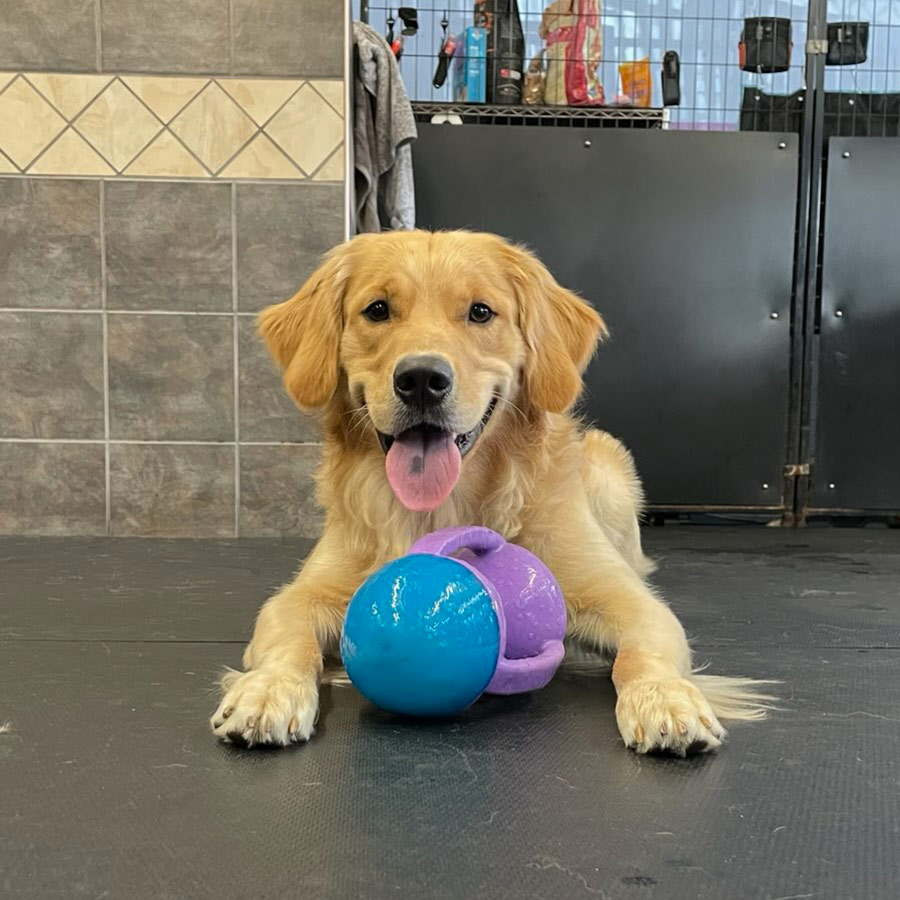 Daycare Plus Program Off The Leash Doggie Daycare