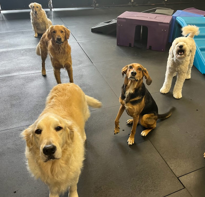 Daycare Plus Program Off The Leash Doggie Daycare