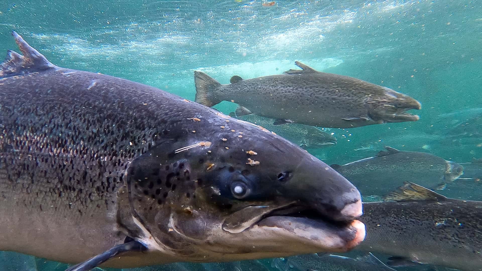 New WildFish report Breaching the limits exposes high sea lice