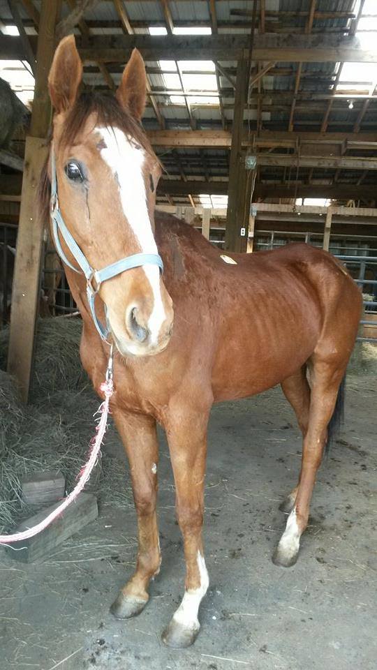 Minn. Horse of the Year rescued from kill pen