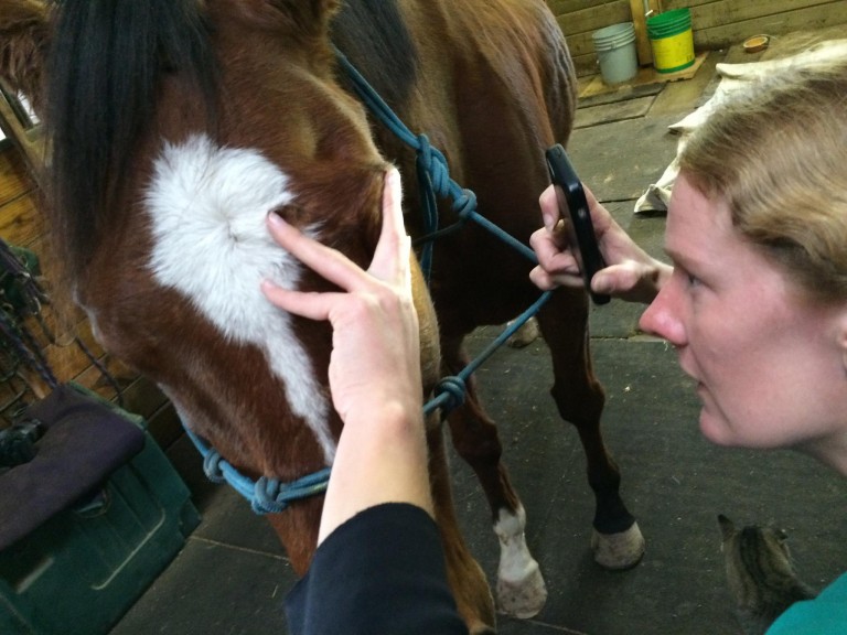 Metro, the famous painting horse, goes blind