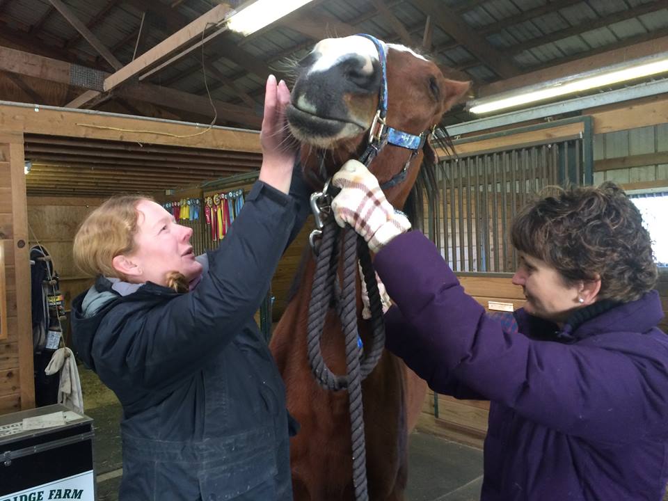 Metro, the famous painting horse, goes blind