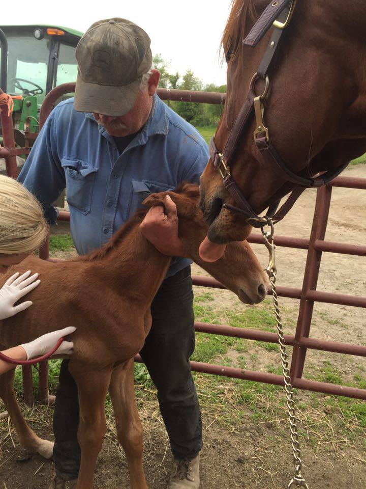 Crippled kill pen horse has foal named Faith