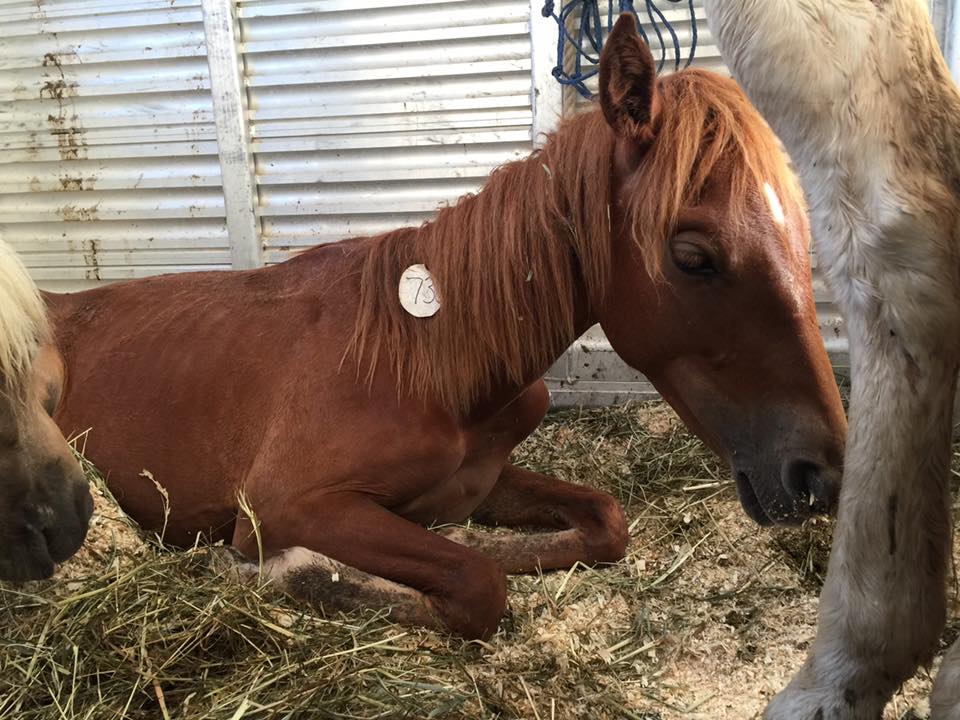 A hellish trip saves 8 from Bastrop Kill Pen
