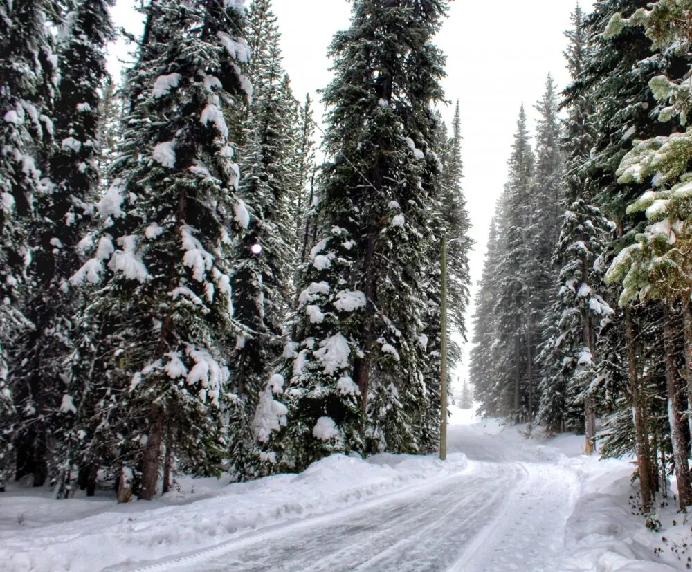 Gliding through the trees at Apex Resort's Skating Loop