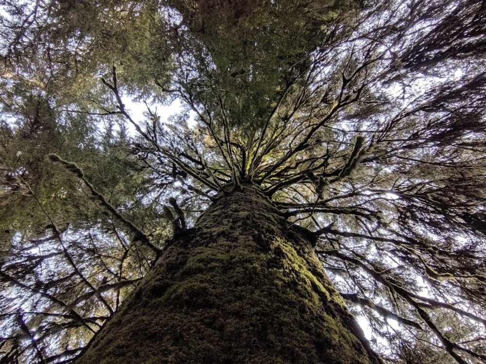 Where to Find Big Trees on Vancouver Island, British Columbia