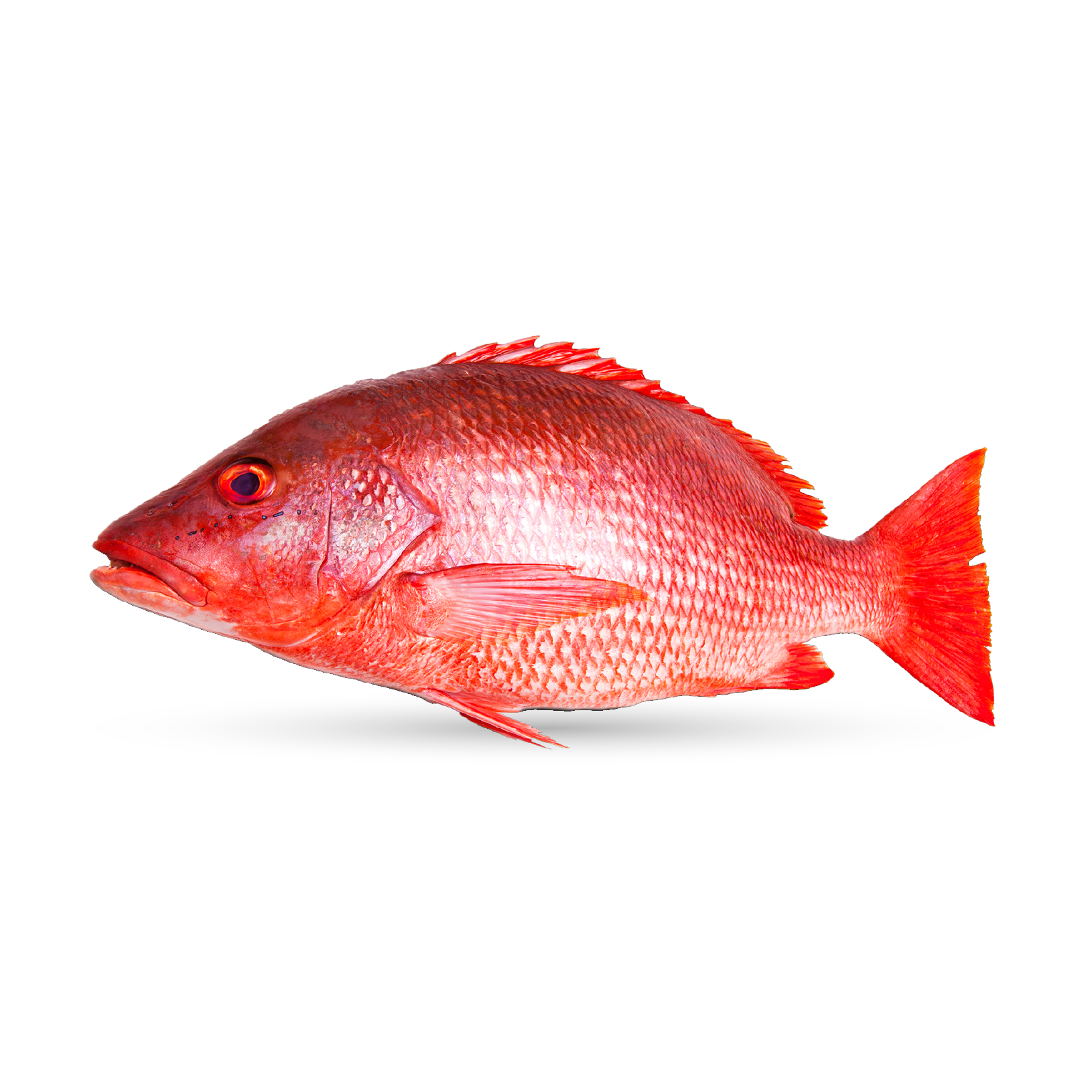 Red Snapper Ofisheries