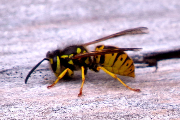 Wasps at the FWG OFNC