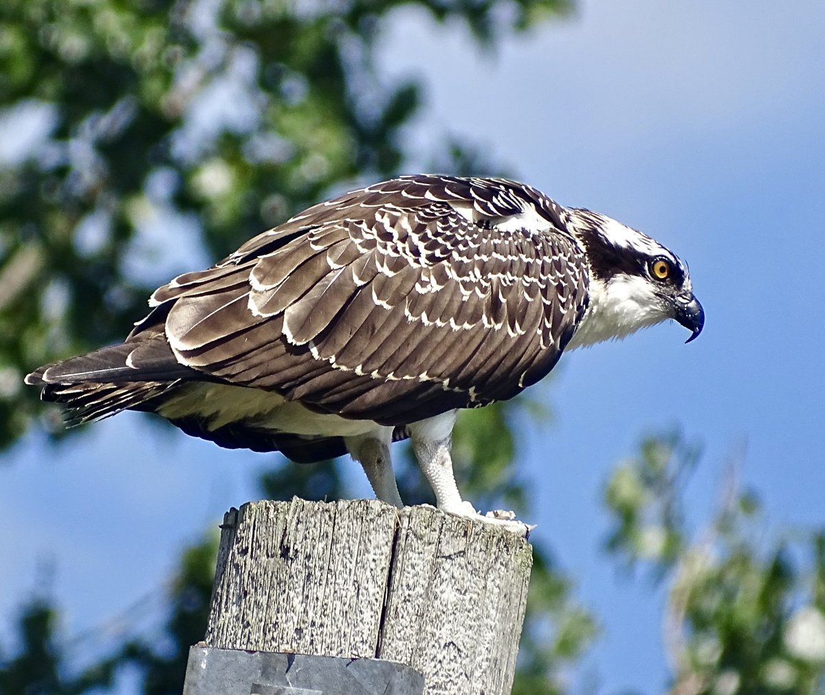 Recent bird sightings OFNC