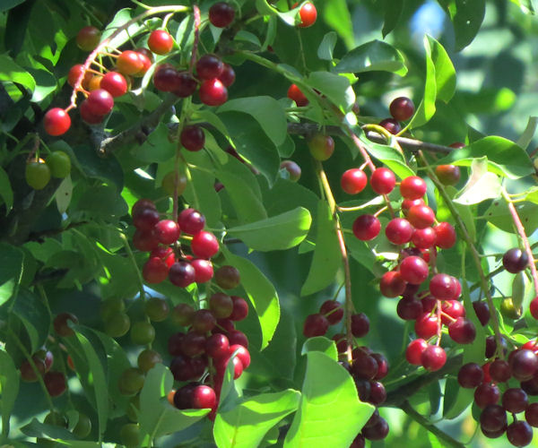 Fruit Trees Home Gardening Apple, Cherry, Pear, Plum Native Fruit