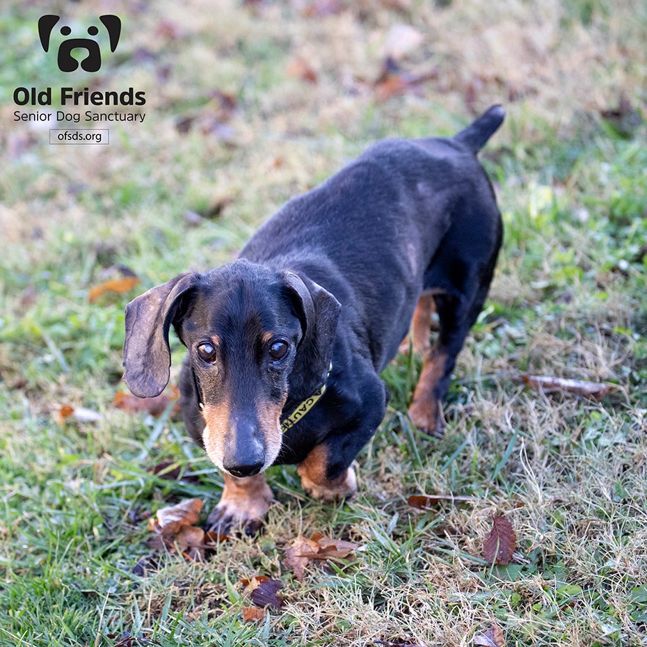 Sharkey Old Friends Senior Dog Sanctuary