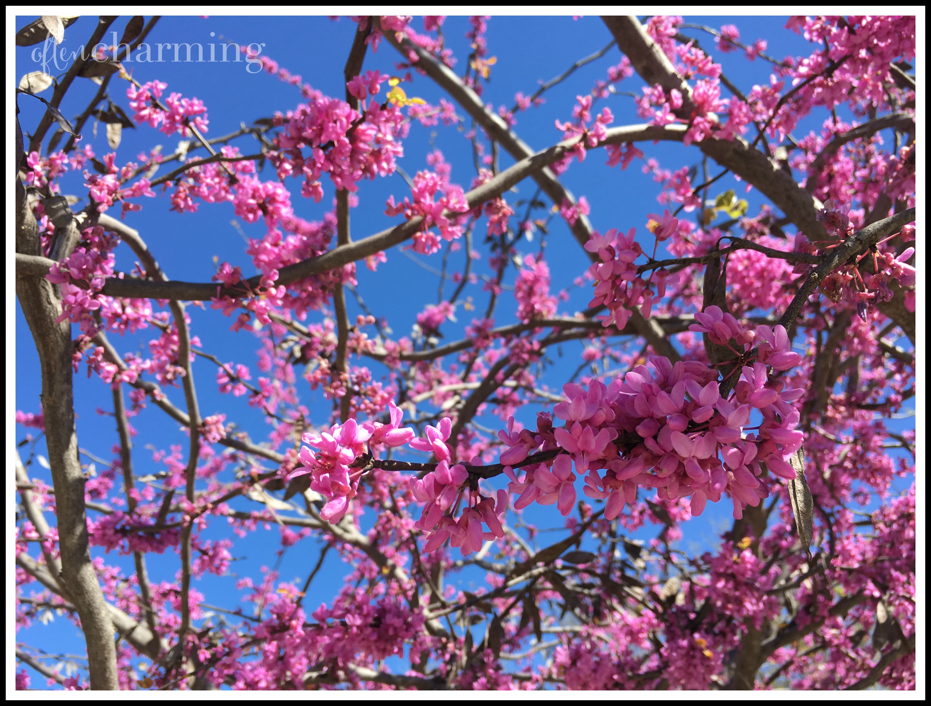 Spring Time is Tea Time: Tablescapes